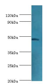 GATA3 Antibody (aa1-260)
