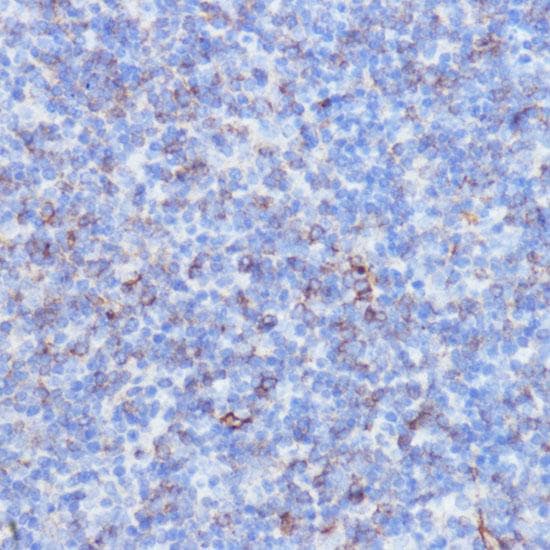 NOTCH3 Antibody