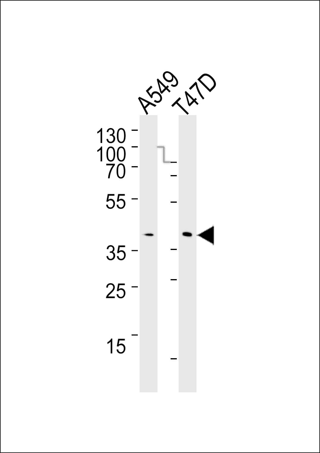 ERCC1 Antibody (aa268-297, clone 752CT13.2.5)