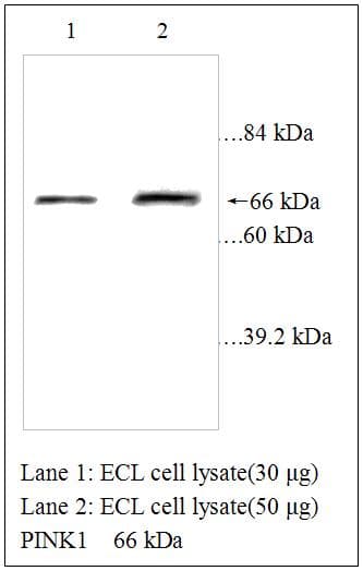 PINK1 Antibody