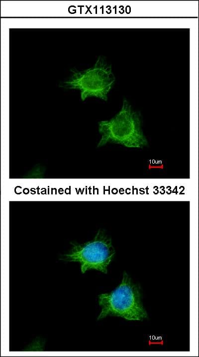 IHC-plus™ XIAP Antibody