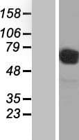 SLC3A2 / CD98 Heavy Chain Protein (Over-Expression Lysate Myc-DDK (Flag))