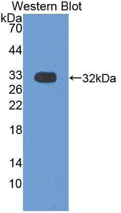 BDNF Antibody (aa20-252)