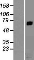 RAP1GAP Protein (Over-Expression Lysate Myc-DDK (Flag))