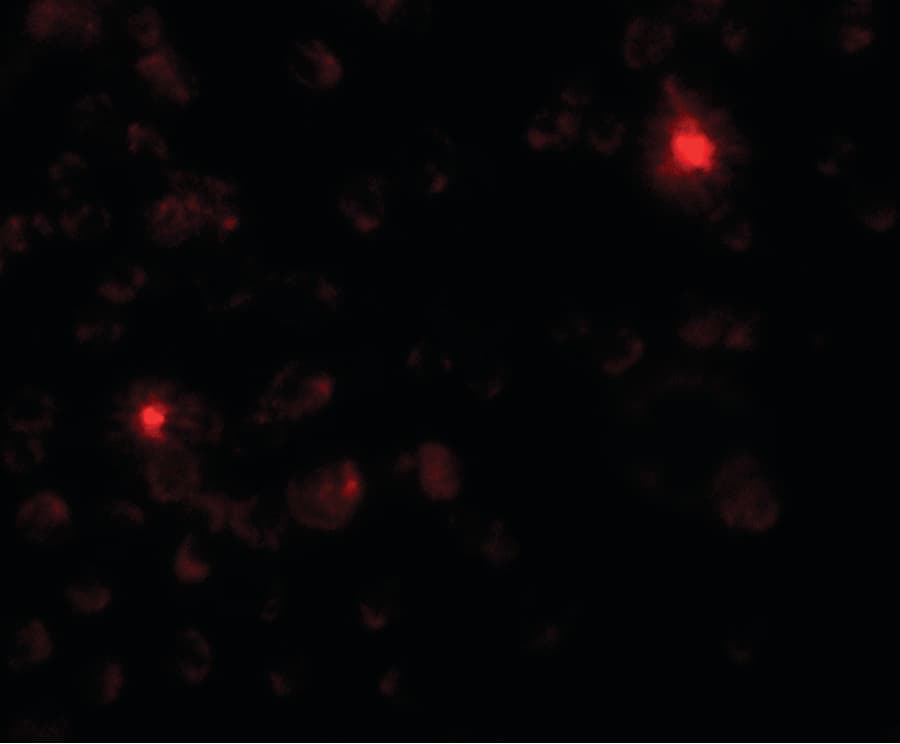 IHC-plus™ SGSM3 Antibody