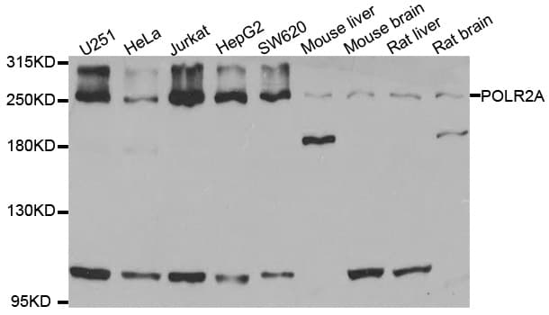 Polyclonal Rabbit anti-Human POLR2A / RNA polymerase II Antibody (IF, WB)