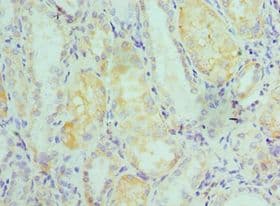 TCEB2 / Elongin B Antibody (aa1-118)