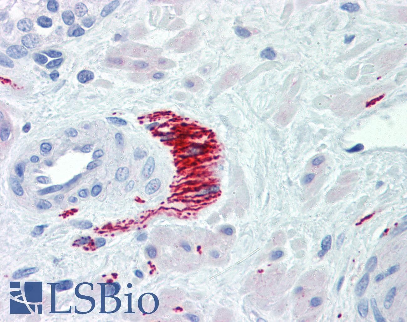 PathPlus™ Polyclonal Rabbit anti-Rat TH / Tyrosine Hydroxylase Antibody (IHC, IF, WB)