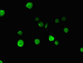 NUP85 / Pericentrin 1 Antibody
