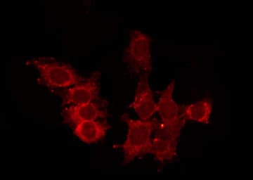 CCRL2 Antibody