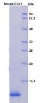 Mouse SCGB1A1 / Uteroglobin Protein (Recombinant His)