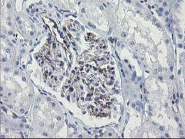 PECAM-1 / CD31 Antibody (clone OTI2A4, Carrier-free)