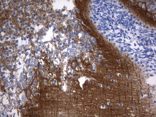 SYT4 Antibody (clone UMAB141)