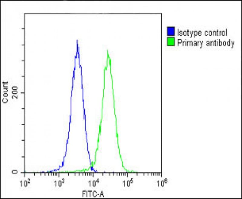 COPS7B / CSN7B Antibody (N-Terminus)