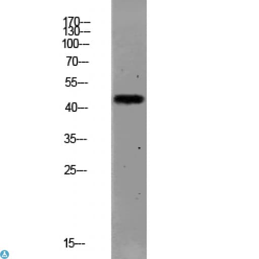 F2R / Thrombin Receptor / PAR1 Antibody (Ser42)