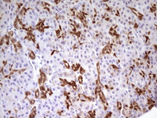 Monoclonal Mouse anti-Human PDX1 Antibody (clone OTI3H3, Carrier-free, IHC, WB)