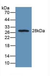 FGFRL1 Antibody (aa164-368, Biotin)