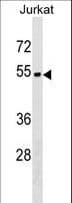 ZNF703 Antibody (aa226-254)