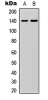 SRCIN1 / SNIP Antibody (Internal)