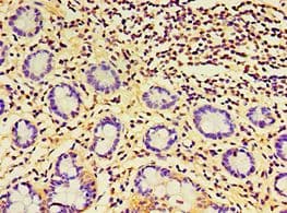 FGF13 Antibody (aa1-245)