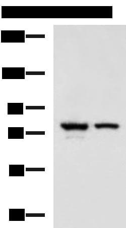 IL17RD Antibody