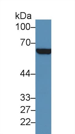 CD36 Antibody (aa187-428, APC)