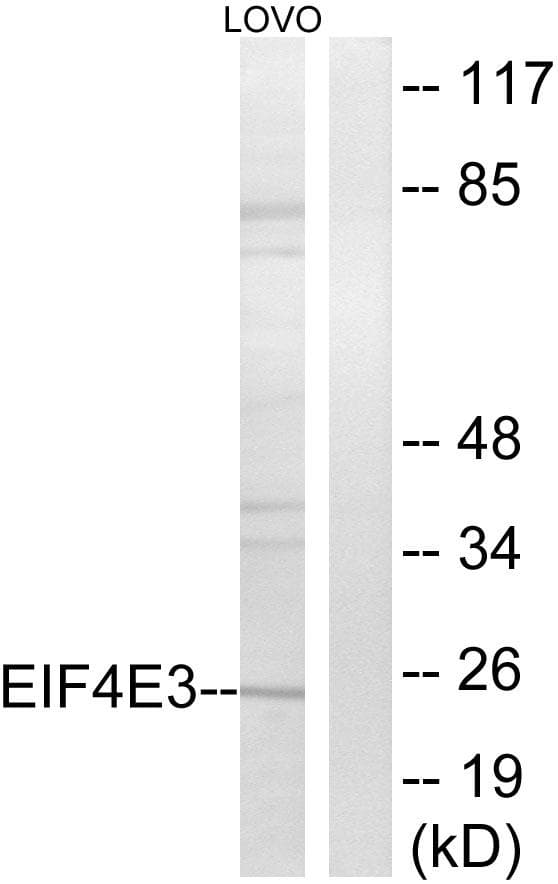 EIF4E3 Antibody