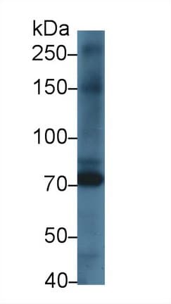 KEL / CD238 Antibody (aa439-713)