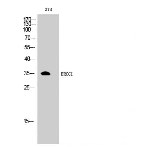 Polyclonal Rabbit anti-Human ERCC1 Antibody (110-190 aa, Internal, IHC, WB)