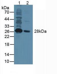 NANOG Antibody (aa1-305, PE)