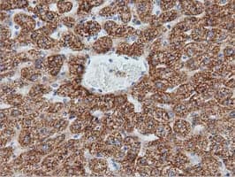 IVD Antibody (clone OTI1B10)