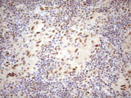 TCEAL1 Antibody (clone OTI2G10)