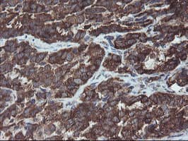 VBP1 Antibody (clone OTI2B12)