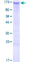 Human RBM19 Protein (Recombinant GST)