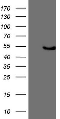 KCTD9 Antibody (aa1-223, clone OTI2G8, Carrier-free)