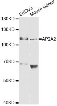 AP2A2 Antibody