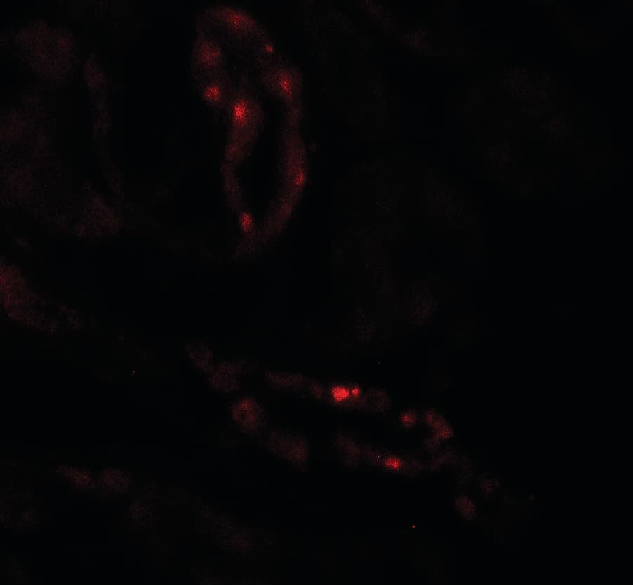 IHC-plus™ SCUBE3 Antibody