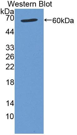 GTF2A1 / TFIIA Antibody (aa2-274)