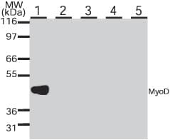 MYOD / MYOD1 Antibody (aa180-189, clone 5.8A)
