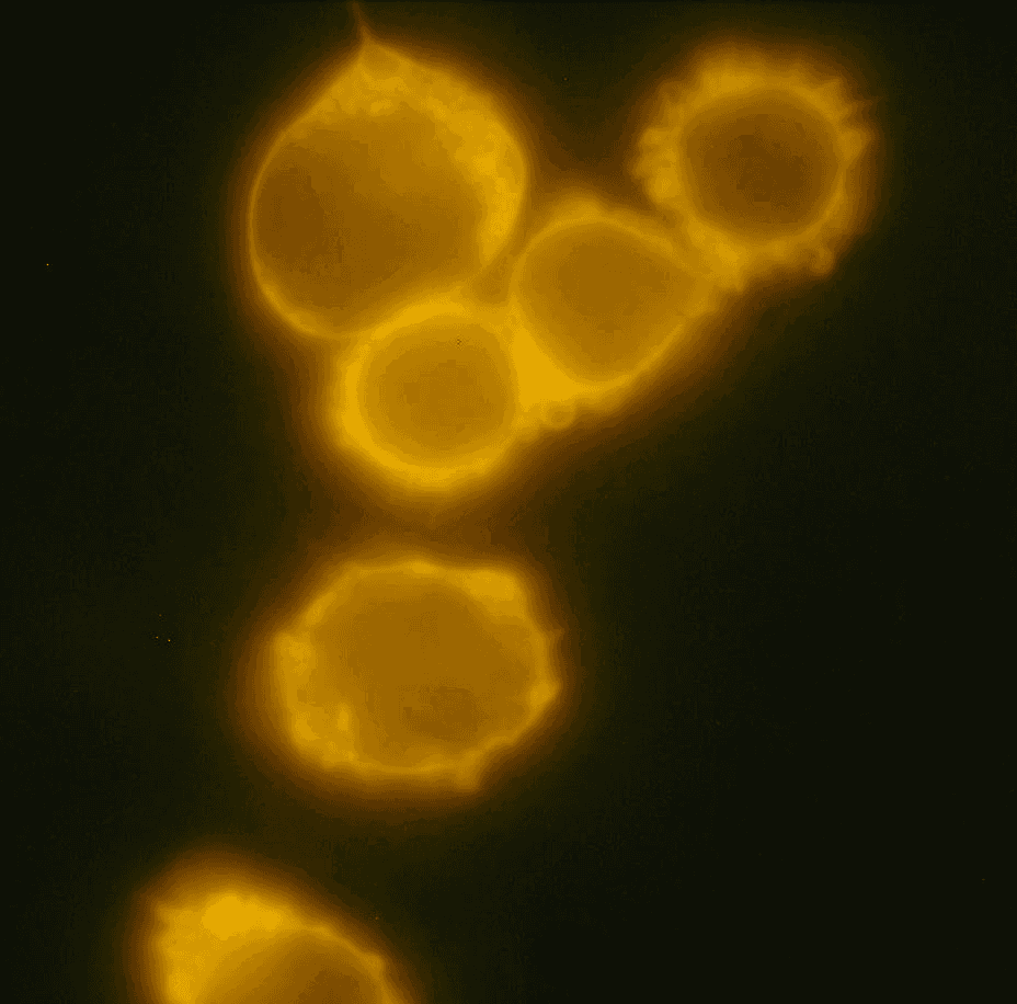 CD34 Antibody (clone 4H11[APG], PE)