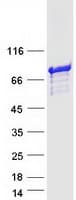 Human INPP5E Protein (Recombinant Myc-DDK (Flag))