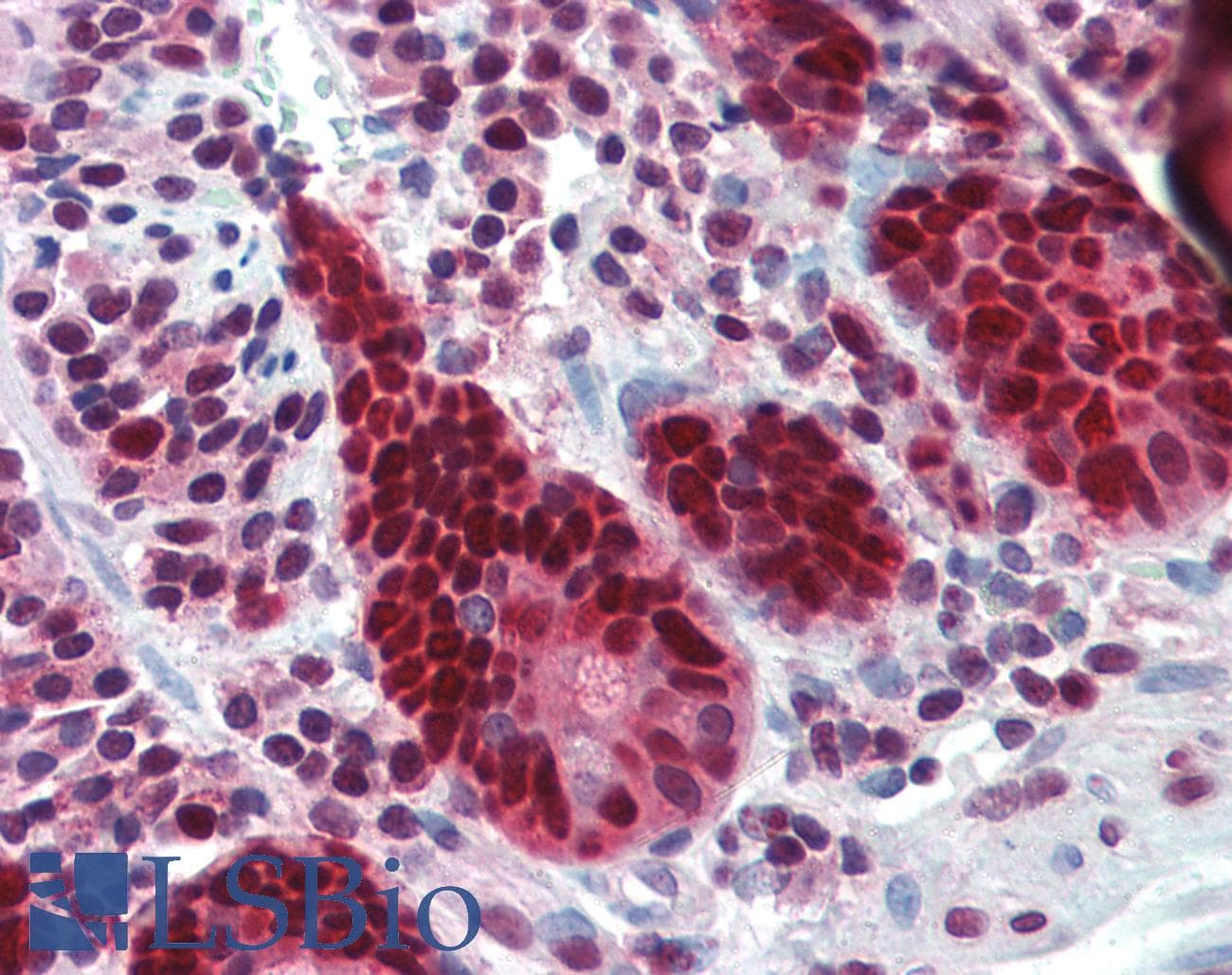 IHC-plus™ PCNA Antibody (clone PC10)