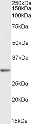 IHC-plus™ PTGES2 Antibody