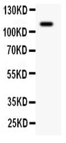 c-Kit / CD117 Antibody (aa26-285)