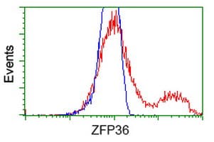 ZFP36 / Tristetraprolin Antibody (clone OTI1C8)