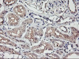 TMEFF2 Antibody (clone OTI1F9)