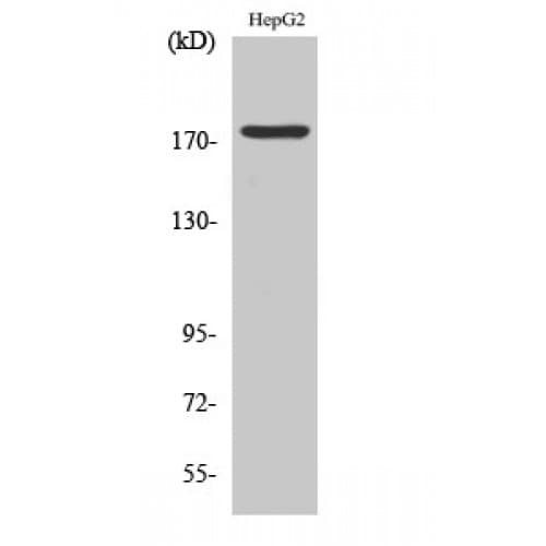 EGFR Antibody (1030-1110 aa)