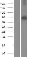 Human SRPK3 / MSSK1 Protein (Over-Expression Lysate Myc-DDK (Flag))