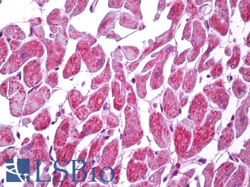 IHC-plus™ MARK2 Antibody (aa562-611)