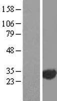 EXOSC3 Protein (Over-Expression Lysate Myc-DDK (Flag))